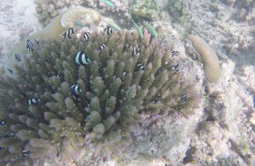 Guraidhoo House | Kaafu Inn Guraidhoo