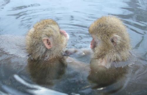 Yudanaka Shibu Onsen Hotel | Kamei no Yu