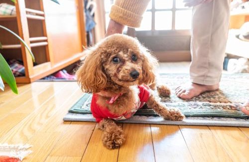 Takehara Hotel | Kawabata Ryokan Takehara by Tabist