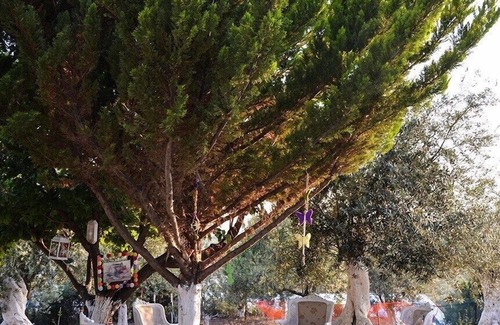 Kucukkuyu Hotel | Kaymak Tepesi Tatil Evi