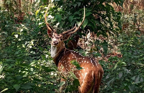 Meghauli Cabin | King Jungle Walk Safari & Home Stay