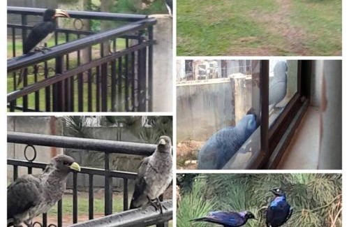 Entebbe Apartment | Kisubi Forest View