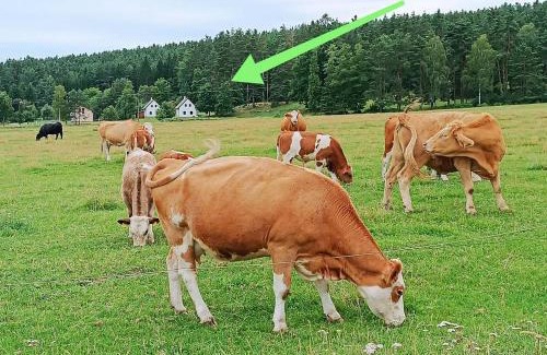 Cimer House | Klidná lokalita Na kraji lesa, celý dům s úschovnu kol