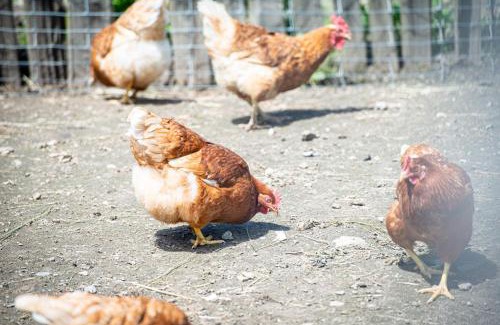 Luson Apartment | Kreuzplonhof Apt Karspitz