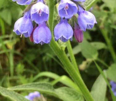 Tallberg Bed & Breakfast | Kullsbjörken Bed & Breakfast