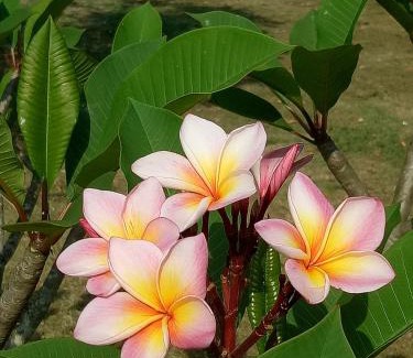 Kaeng Krachan Resort | Kum Nangpaya