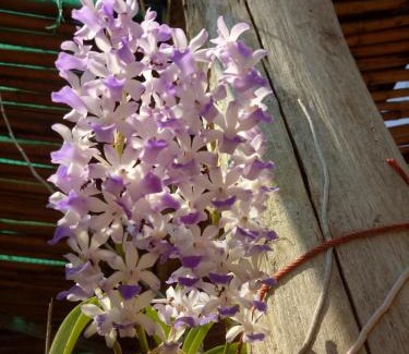 Kaeng Krachan Resort | Kum Nangpaya