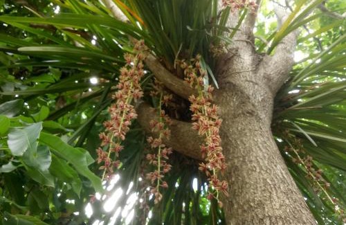 Kaeng Krachan Resort | Kum Nangpaya