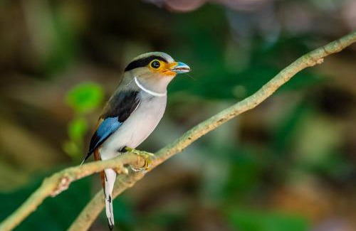 Kaeng Krachan Resort | Kum Nangpaya