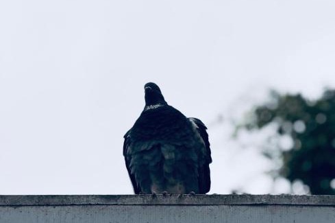 Buon Ma Thuot Apartment | Làng Êđê home's