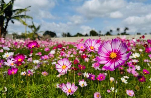 Buon Ma Thuot Apartment | Làng Êđê home's