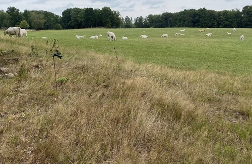 Stavsjo Cabin | Lättstädad stuga med bastu och inkluderande kanot