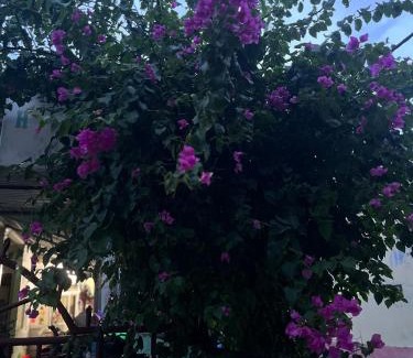 Ly Son House | Lý Sơn I Xuân Mai Homestay