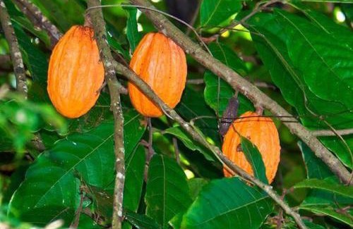 Perinet House | L'îlet cacao