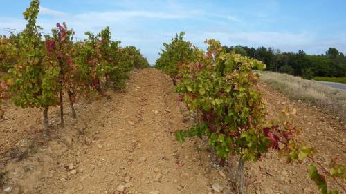 Rustiques House | l'Ecrit Vin