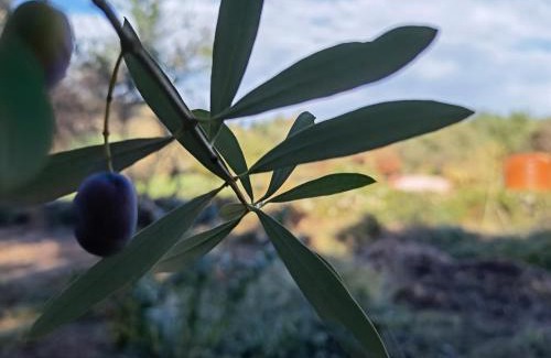 Tresnuraghes Hotel | La Corte degli Ulivi - Albergo Rurale