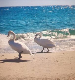 Arma di Taggia Apartment | la maisonnette di anna