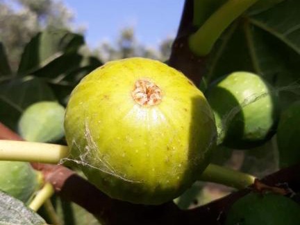 Casal Velino Bed & Breakfast | La Voce del Mare