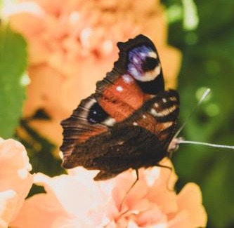 gmina Blizyn House | Leśna Enklawa