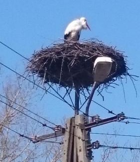 Łaznie House | Leśny Zakątek