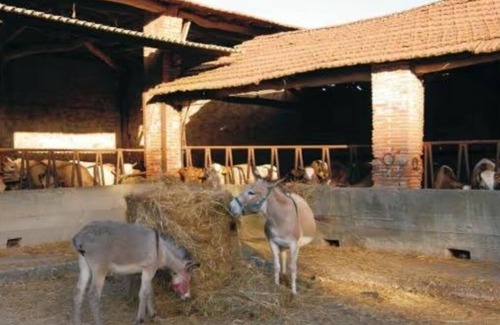 Vicopelago Apartment | LEDA - Apt with 2 Bedrooms and Garden View