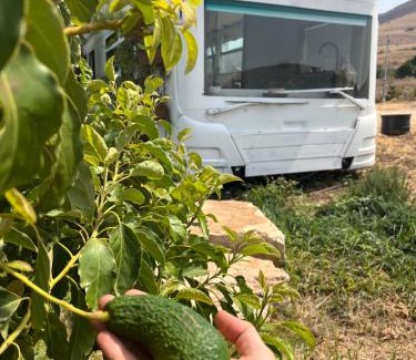 Menahemia Other | Leobus-לאו באס