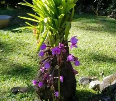 Saint-Claude Cabin | Les Bananes Vertes Ecolodges