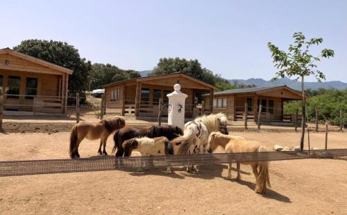 Occhiatana Ski Chalet | Les Chalets De Tesa 2