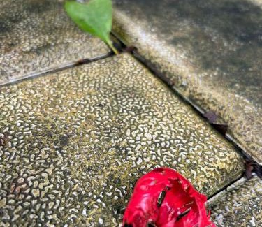 Perumbavoor House | Little Country Home