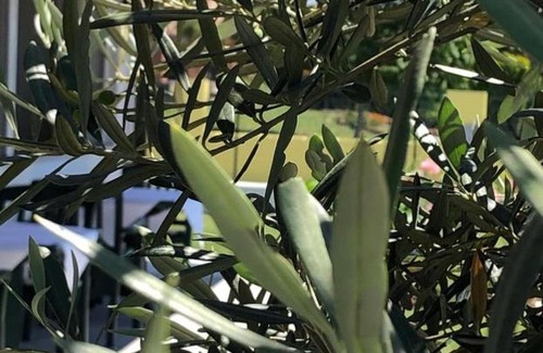 San Canzian d'Isonzo Bed & Breakfast | Locanda ai due fiumi