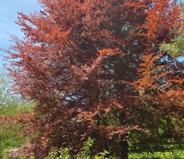 Lorica Apartment | Lorica Suite Lago