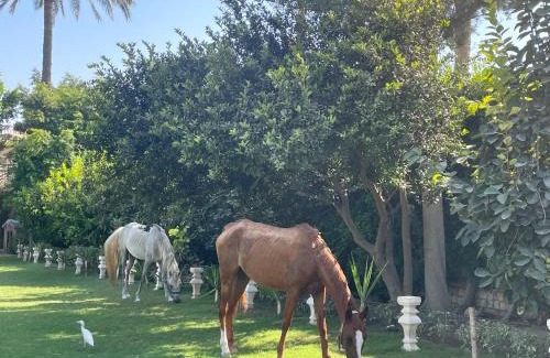 Mobarak City Villa | Luxury Villa - King Mariout