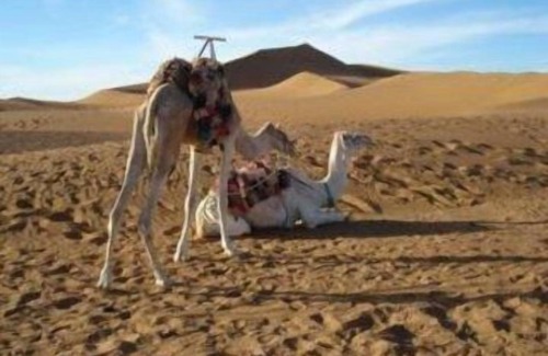 Zaouia De Sidi El Mokhtar Ben Ali Other | Bivouac Les Dunes De Tinfou