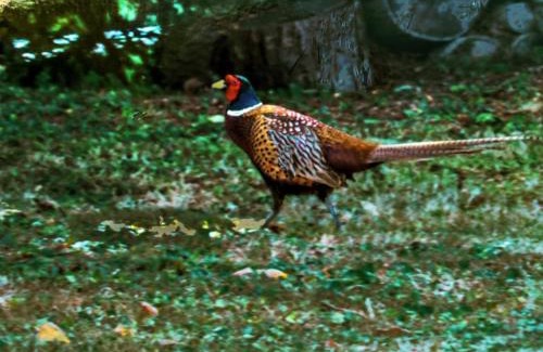 Cangey House | Maison de caractère avec jardin, climatisation et vélos près d'Amboise - FR-1-381-357