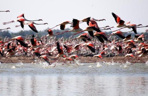 Lido di Pomposa Apartment | Maria 3