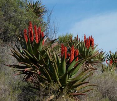 Calitzdorp House | Matjiesvlei Retreat 1945