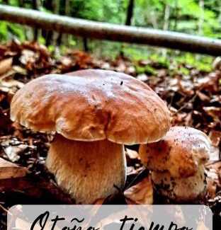 Bossost House | mcastet, casita aranesa en el valle de aran