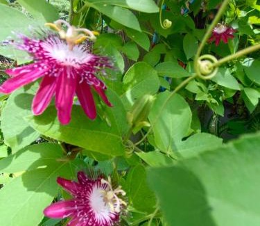 Thani House | MG Guesthouse