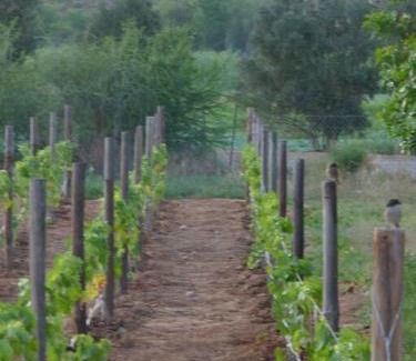 Calitzdorp House | Moira's Cottage