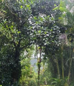 Mongagua Cabin | Morada Amor & Cura Xamanismo