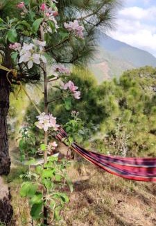 Palampur House | Musafir cottage