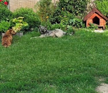 Dambovita House | MYONNA Style Slobozia