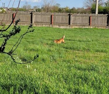 Dambovita House | MYONNA Style Slobozia