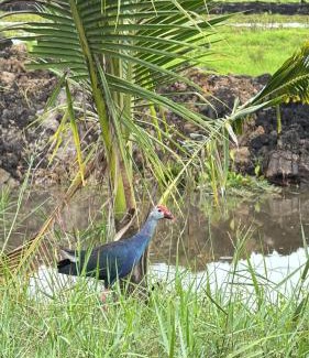 Khuan Khanun Resort | Nabua Thalenoi Resort นาบัว ทะเลน้อย รีสอร์ท