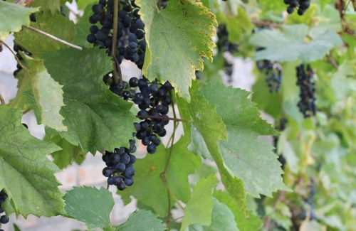 Ujkigyos House | Napsugár Vendégház