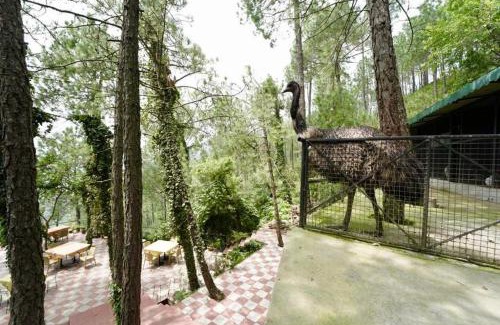 Chail Hotel | Nature View Resort ! A Four Star Lavish & Luxury Resort