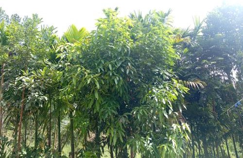 Ella House | Nethanya Homestay