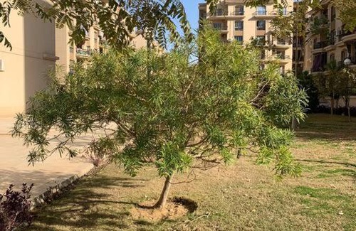 Al Rehab Apartment | New Luxuriously Furnished Apartment in New Cairo