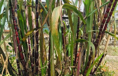 Da Lat House | Nguyen Dai