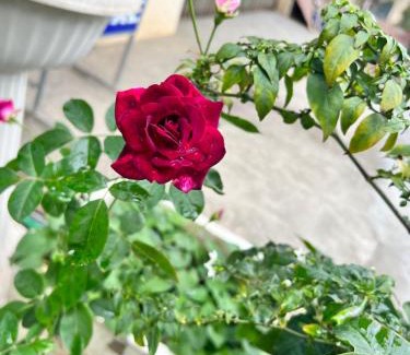 Bac Kan Hotel | Nhà nghỉ Phúc Anh - Bắc Kạn